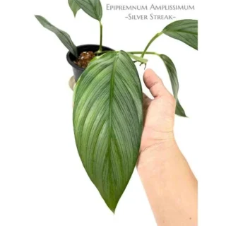 Silver Streak Pothos