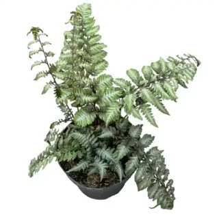 Athyrium niponicum Silver Falls