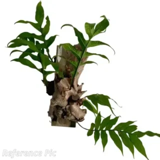 Oakleaf Fern, Aglaomorpha Quercifolia
