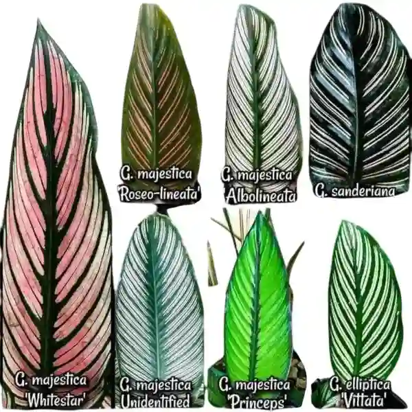 Calathea Majestica Roseo Lineata