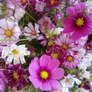 Cosmos - Seeds