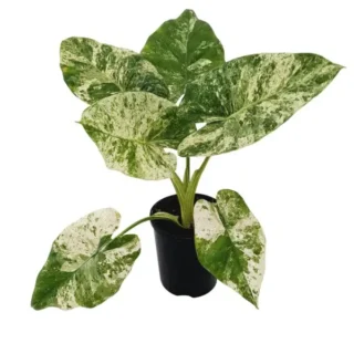 Alocasia Odora Batik Variegated