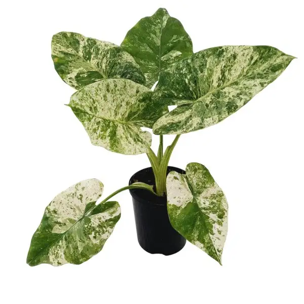 Alocasia Odora Batik Variegated