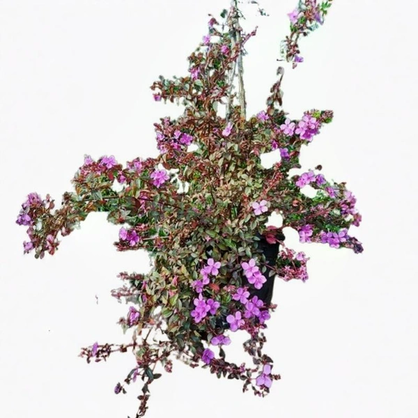 Hanging Melastoma