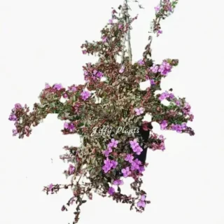 Hanging Melastoma