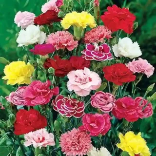 Carnation - Seeds
