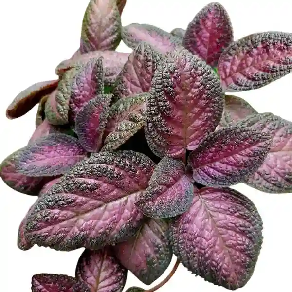 Episcia Malayan Gem