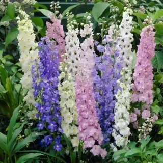 Larkspur - Seeds