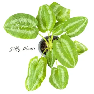 Schismatoglottis Lime Green