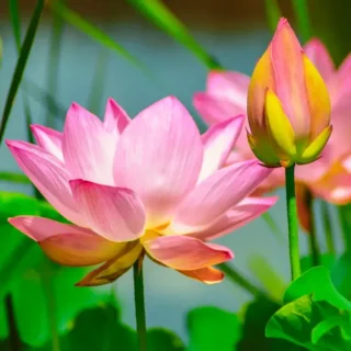 Lotus - Seeds