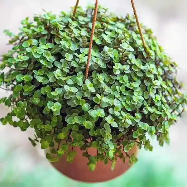 Callisia Repens