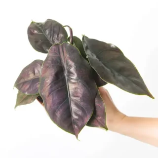Alocasia Azlanii