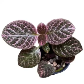 Episcia Joy's deep violet - Red Flower