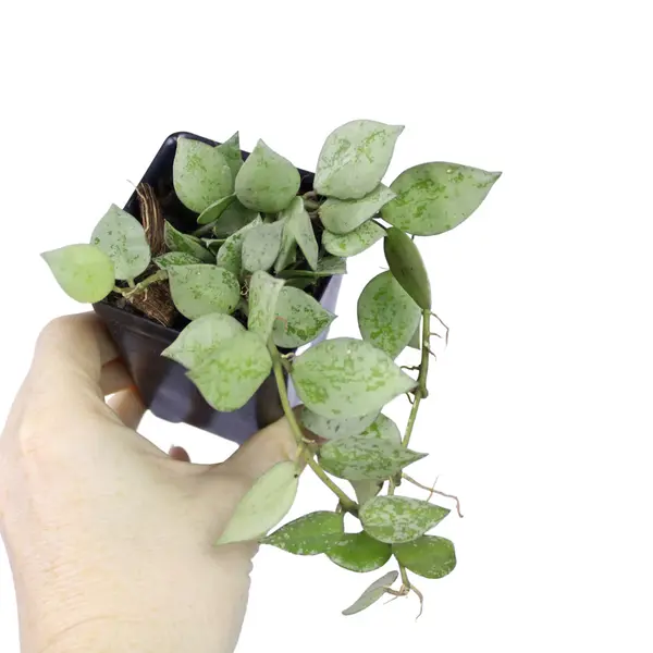 Hoya Krohniana Silver