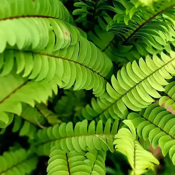 Banana Boston Fern