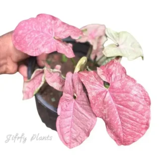 Syngonium Pink Venom