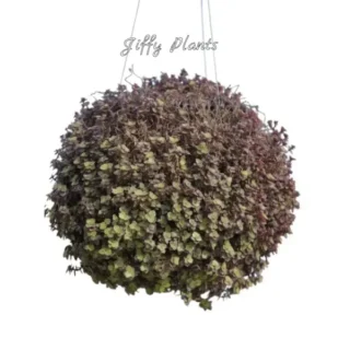 Callisia Repens