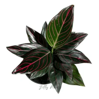 Aglaonema Red Vein