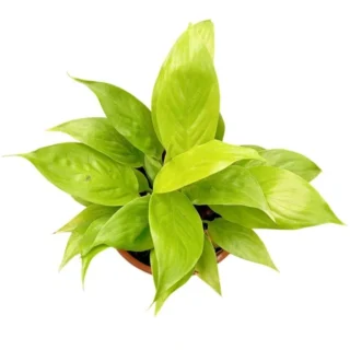 Peace Lily Golden