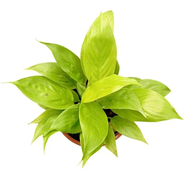 Peace Lily Golden