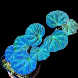 Begonia SP Sarawak