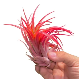 Tillandsia Ionantha Maroon