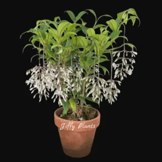 Medinilla Lalique (Medinilla Alata Lalique)