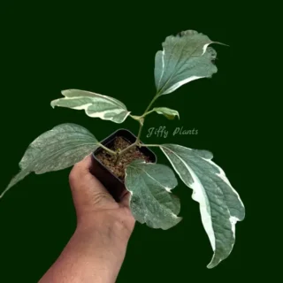 Piper Sarmentosum Variegated