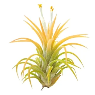 Tillandsia Ionantha Yellow