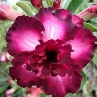 Adenium Plant - 10