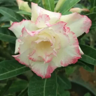 Adenium Plant - 103