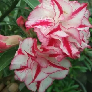Adenium Plant - 108