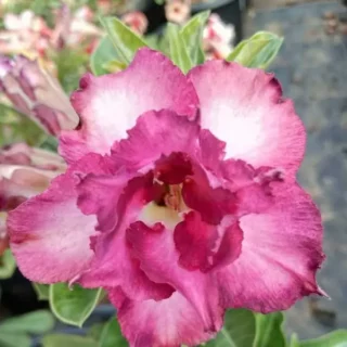 Adenium Plant - 11