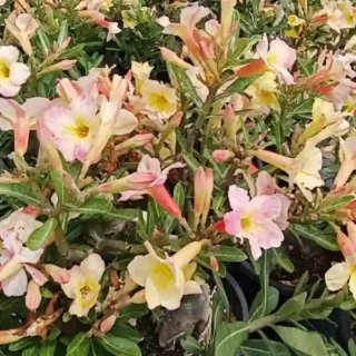 Adenium Plant - 127