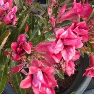 Adenium Plant - 141