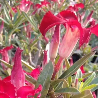 Adenium Plant - 144