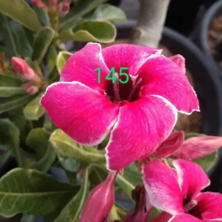Adenium Plant - 145
