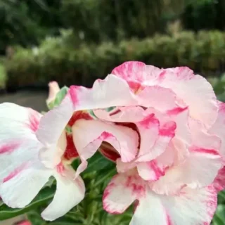 Adenium Plant - 17