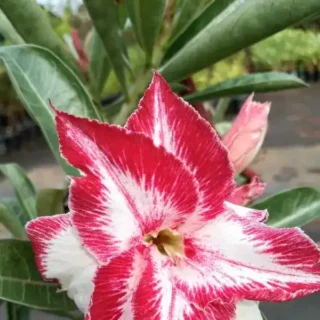 Adenium Pant - 18