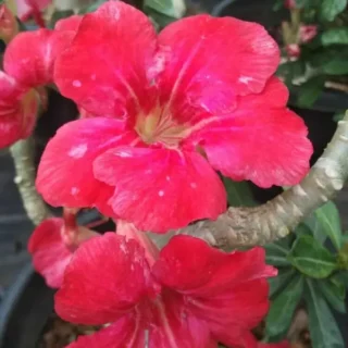 Adenium Plant - 21