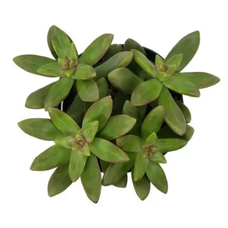 Sedum adolphi Lime Gold