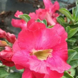 Adenium Plant - 22
