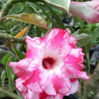 Adenium Plant - 23