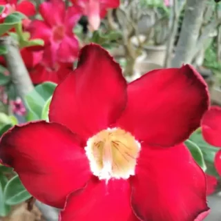 Adenium Plant - 25