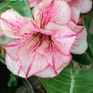 Adenium Plant - 26