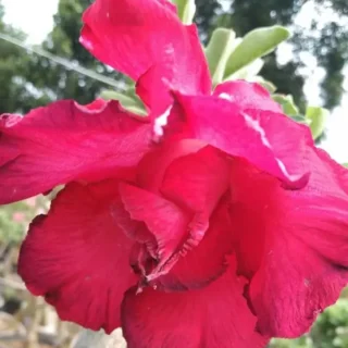 Adenium Plant - 27