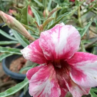 Adenium Plant - 28