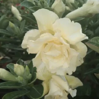 Adenium Plant - 3