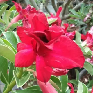 Adenium Plant - 30