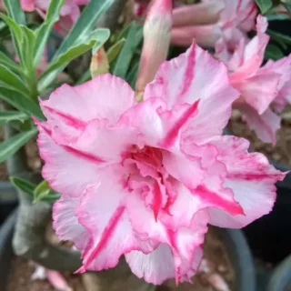 Adenium Plant - 31